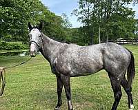 ottb-thoroughbred-horse