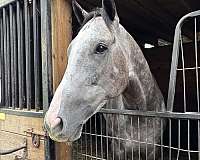rrp-eligible-thoroughbred-horse