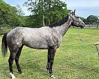 project-thoroughbred-horse