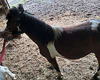 paint-pony-gelding