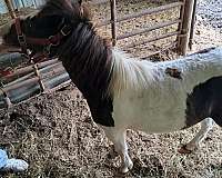 brown-paint-pony