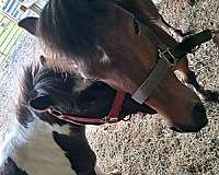 brown-white-paint-pony