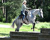 gentle-quarter-horse