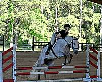 athletic-quarter-horse