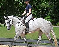 beginner-quarter-horse