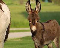 therapy-donkey