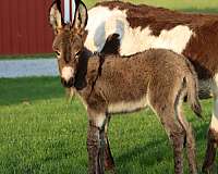 tri-color-donkey
