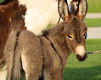 breeding-donkey