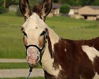 tobiano-donkey-mare