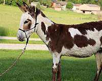tobiano-breeding-horse