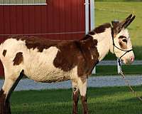 tobiano-therapy-horse
