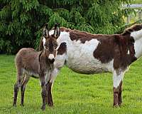tobiano-tri-color-horse