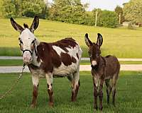 breeding-mare