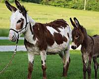 date-donkey