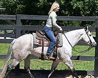 western-quarter-horse
