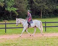 appendix-horse-for-sale