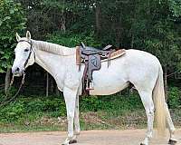 appendix-gelding