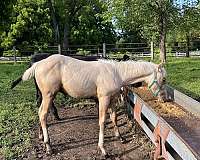 champion-foundation-palomino-horse