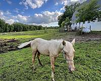 amateur-colt