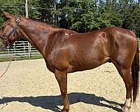 sorrel-gelding-for-sale