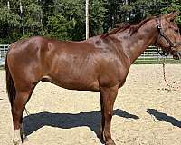 sorrel-quarter-horse-gelding