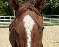 15-hand-quarter-horse-gelding