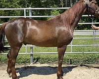 sorrel-gelding-for-sale