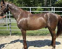 sorrel-morgan-gelding