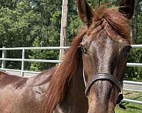 15-hand-morgan-gelding