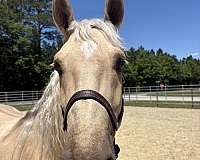 palomino-mare-for-sale