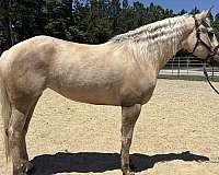 palomino-draft-mare