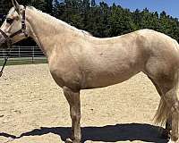 lesson-draft-palomino-horse