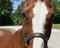 14-hand-quarter-horse-gelding