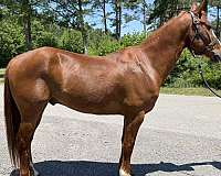 sorrel-gelding-for-sale
