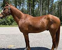 sorrel-quarter-horse-gelding