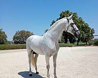 ambitious-andalusian-horse