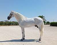 honest-andalusian-horse
