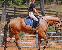 athletic-quarter-horse