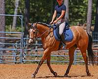 beginner-quarter-horse