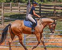 flashy-quarter-horse