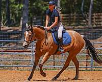 kid-safe-quarter-horse