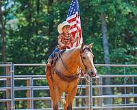 ranch-quarter-horse