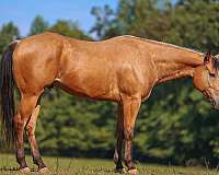 ridden-english-quarter-horse