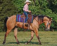 ridden-western-quarter-horse