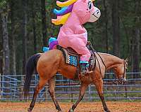 show-quarter-horse