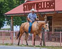 trail-quarter-horse
