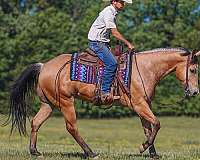 trail-riding-quarter-horse