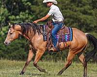 working-cattle-quarter-horse