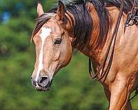 youth-quarter-horse