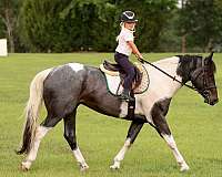 cross-friesian-horse